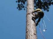 GAC Smokejumper climbs a Ponderosa pine